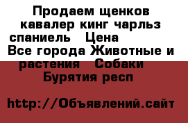 Продаем щенков кавалер кинг чарльз спаниель › Цена ­ 60 000 - Все города Животные и растения » Собаки   . Бурятия респ.